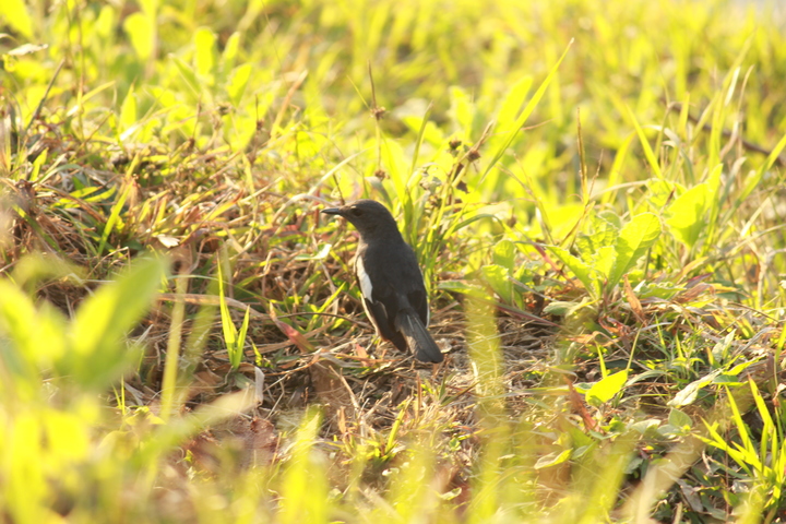 The National Bird of Bangladesh!(3)