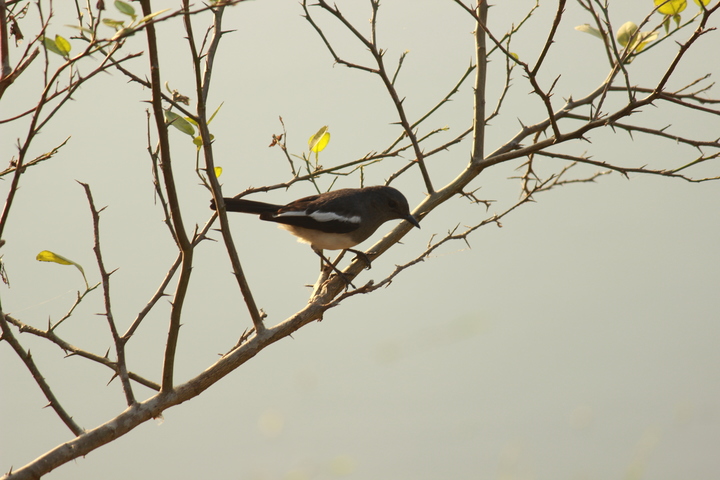 The National Bird of Bangladesh!(1)