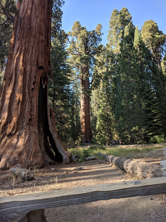 General Sherman Tree from top to bottom