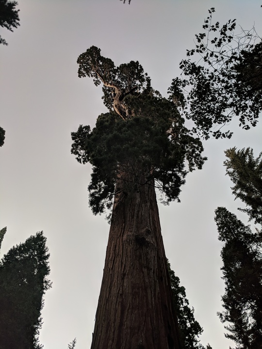 General Grant tree from the bottom