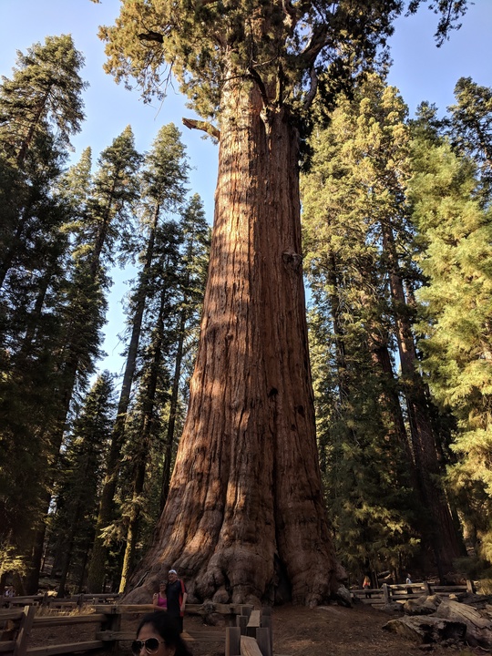 General Sherman tree upfront!