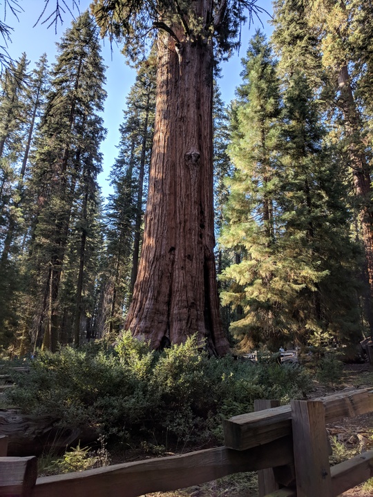 General Sherman tree