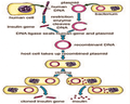 Thoughts about genetic engineering - Coolinventor Wiki